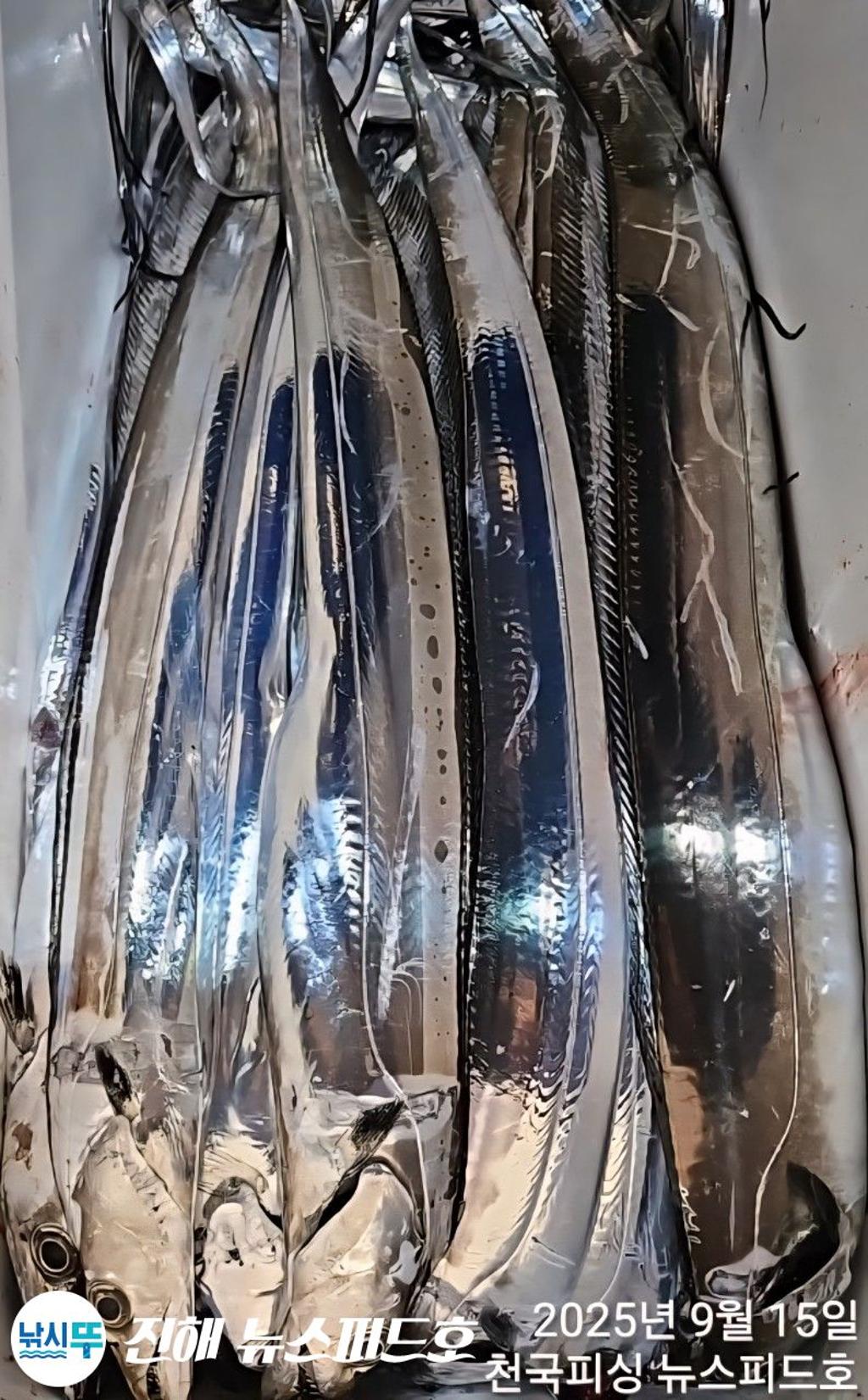 낚시뚜,갈치,진해행암항,진해 뉴스피드호,낚시뚜24