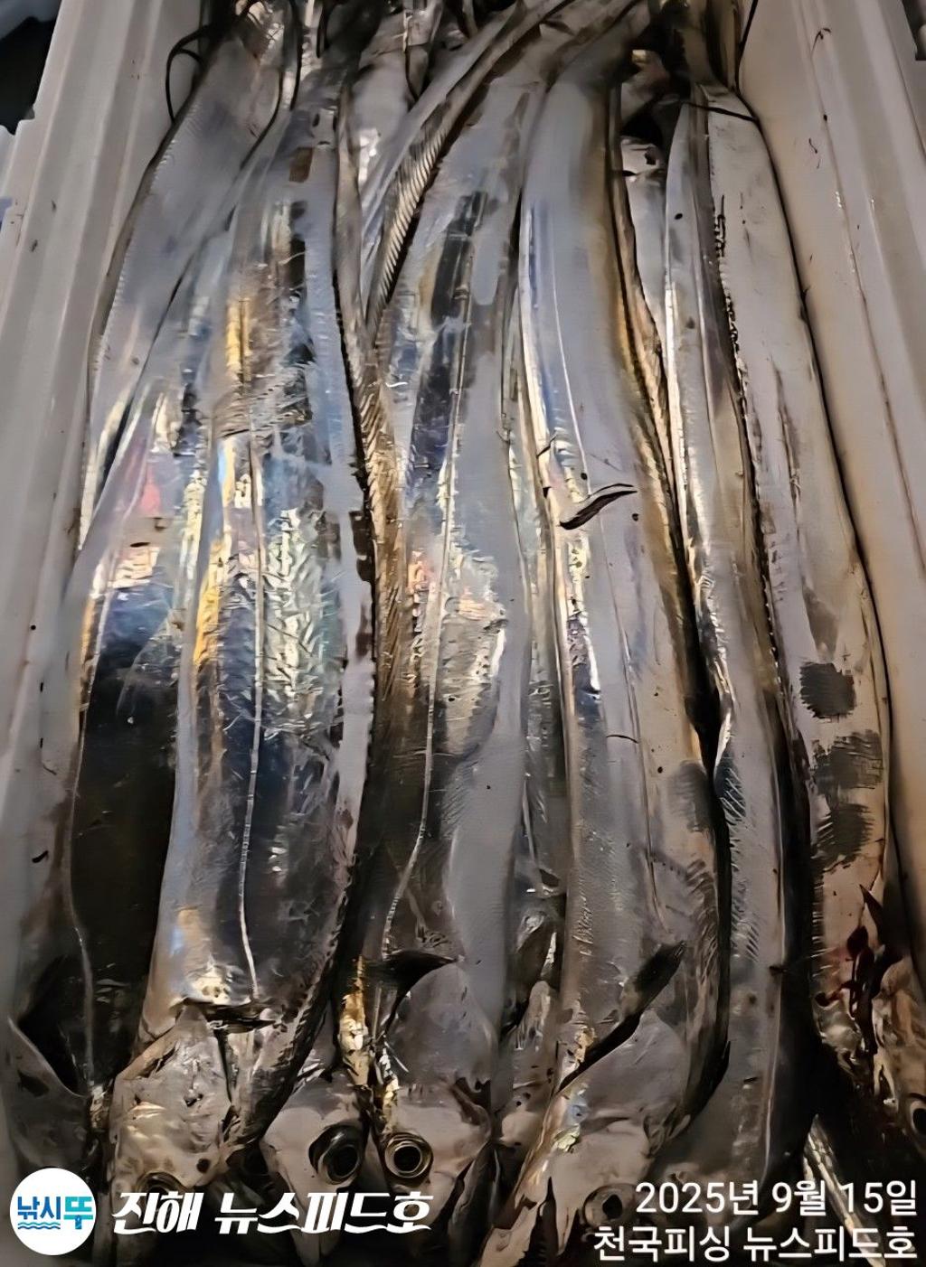 낚시뚜,갈치,진해행암항,진해 뉴스피드호,낚시뚜23