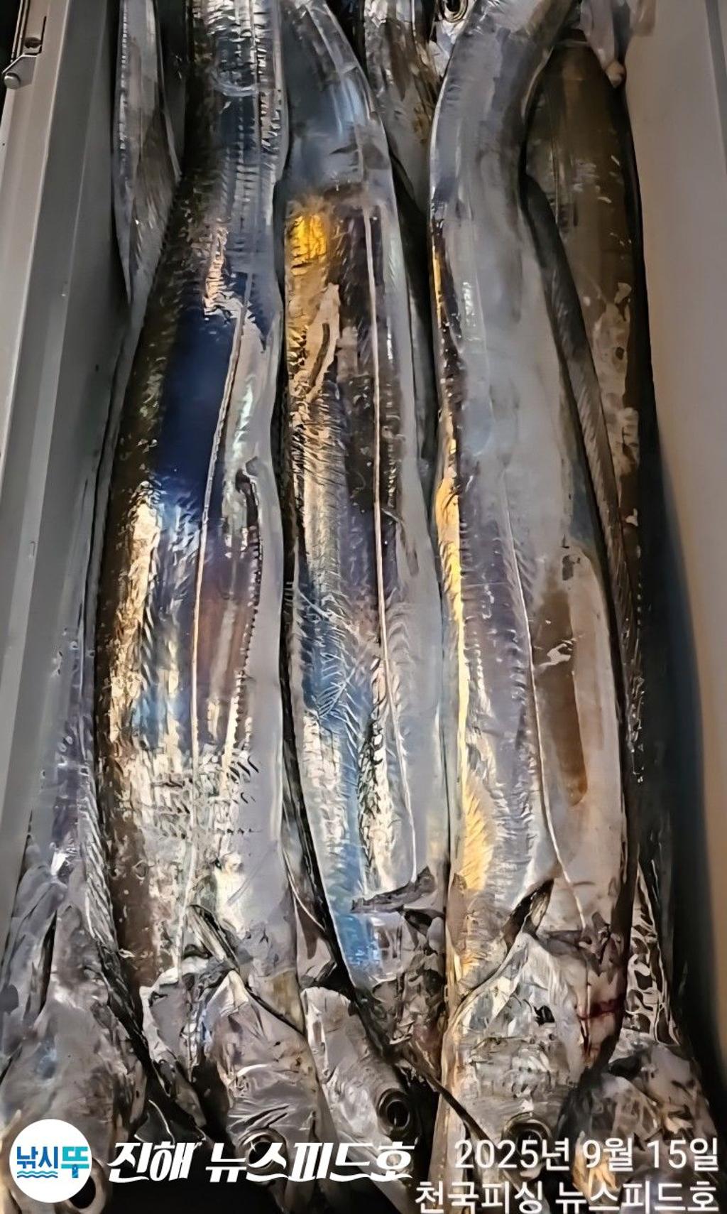 낚시뚜,갈치,진해행암항,진해 뉴스피드호,낚시뚜18