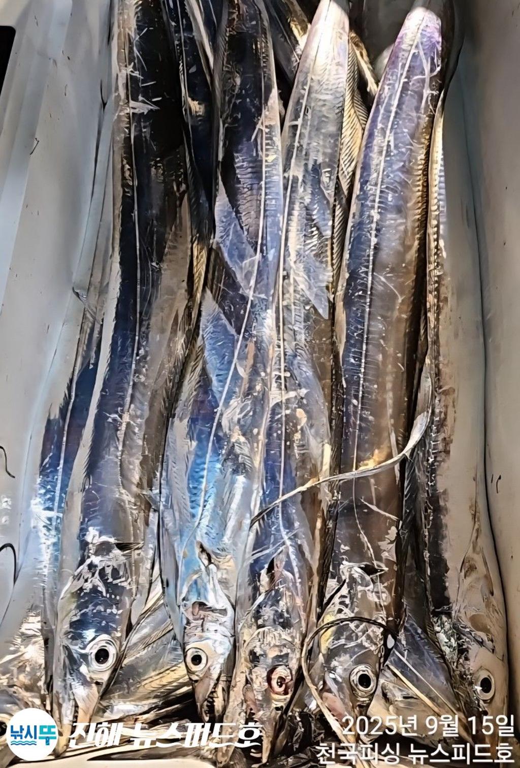 낚시뚜,갈치,진해행암항,진해 뉴스피드호,낚시뚜16