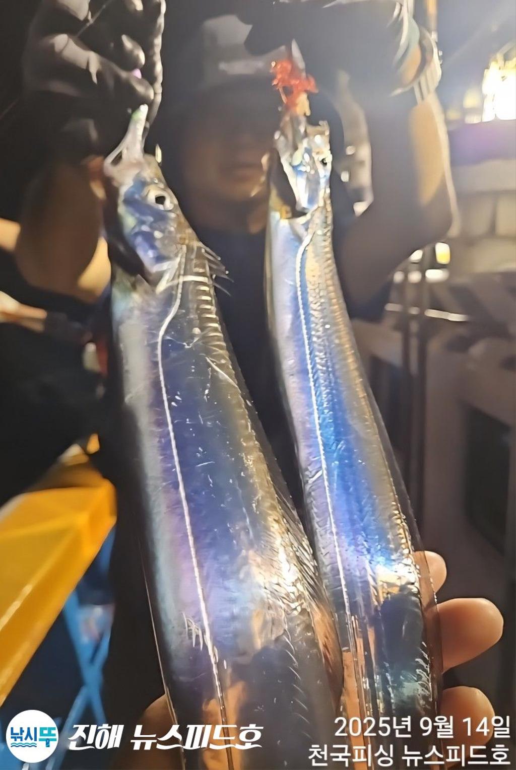 낚시뚜,갈치,진해행암항,진해 뉴스피드호,낚시뚜9