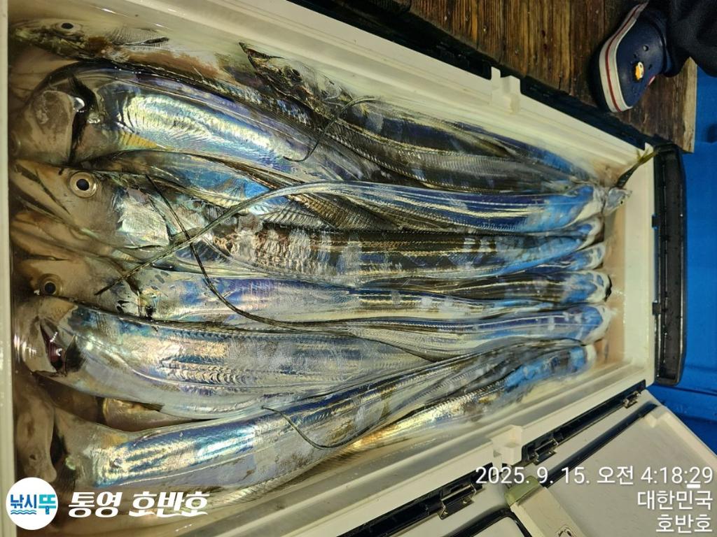 낚시뚜,갈치,통영 신전항,통영호반호,낚시뚜31