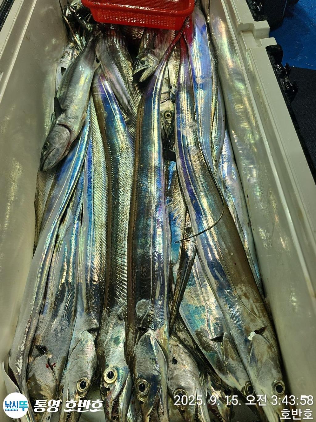 낚시뚜,갈치,통영 신전항,통영호반호,낚시뚜26