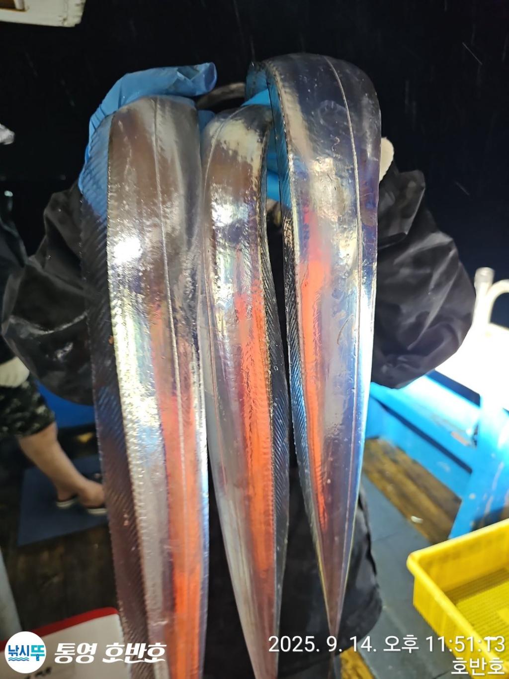 낚시뚜,갈치,통영 신전항,통영호반호,낚시뚜4