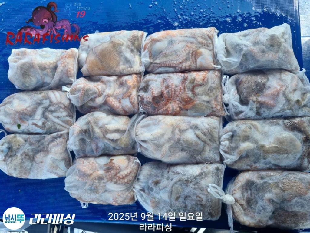 낚시뚜,돌문어,속천항(진해),라라피싱,낚시뚜24