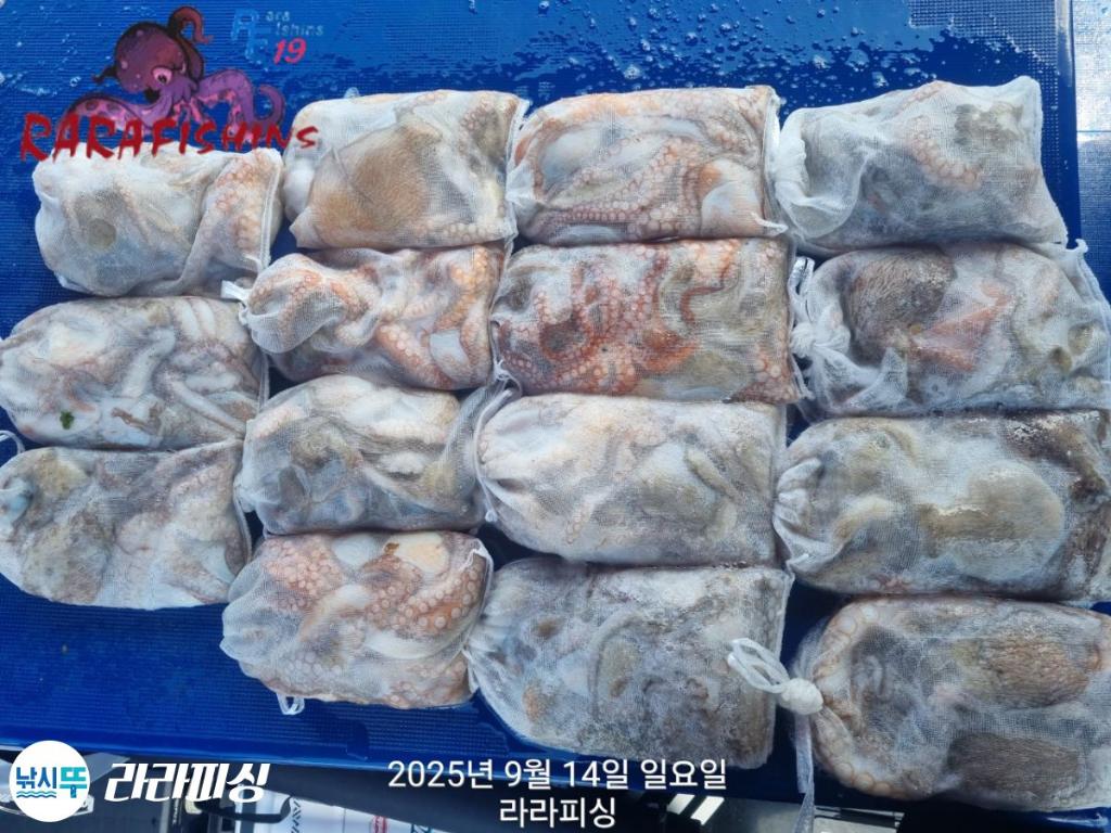 낚시뚜,돌문어,속천항(진해),라라피싱,낚시뚜23
