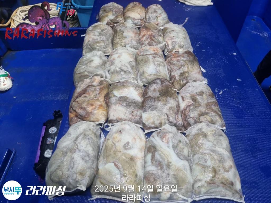 낚시뚜,돌문어,속천항(진해),라라피싱,낚시뚜19