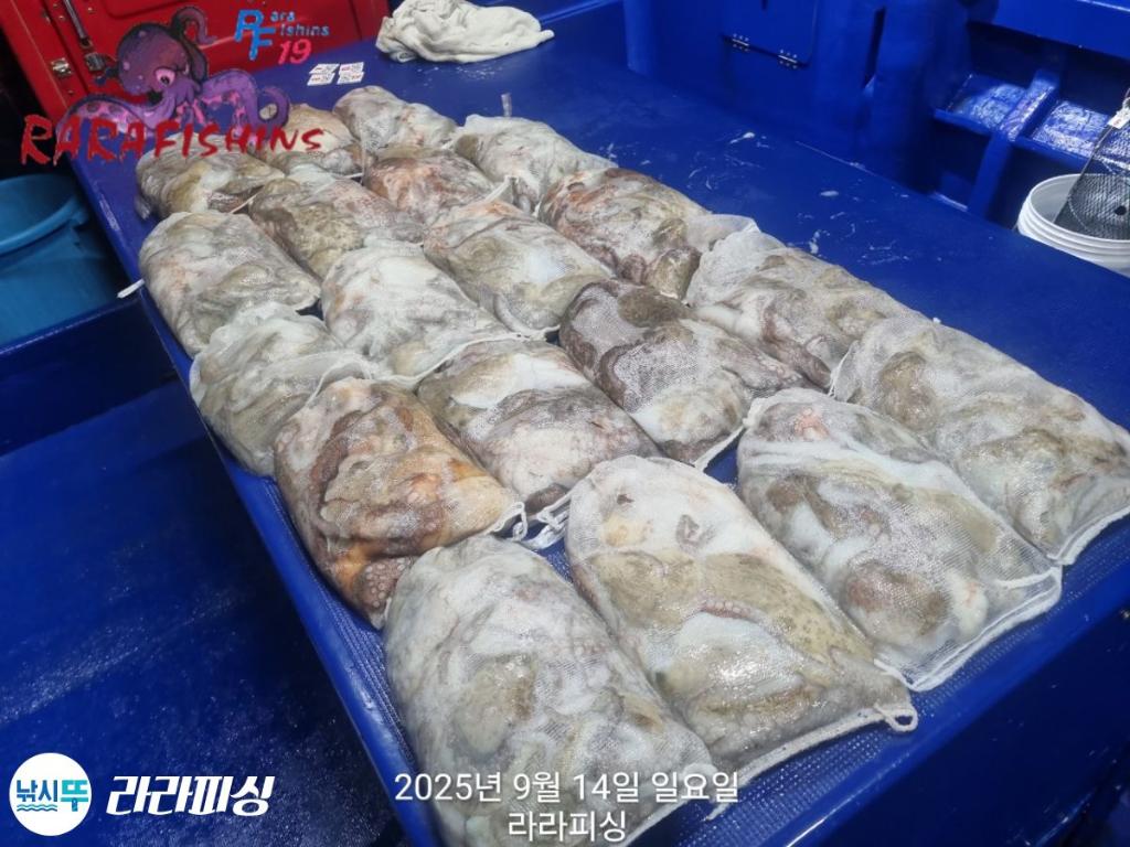 낚시뚜,돌문어,속천항(진해),라라피싱,낚시뚜18