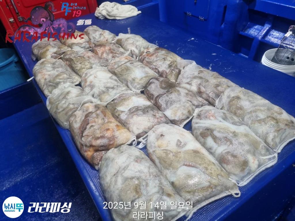 낚시뚜,돌문어,속천항(진해),라라피싱,낚시뚜17