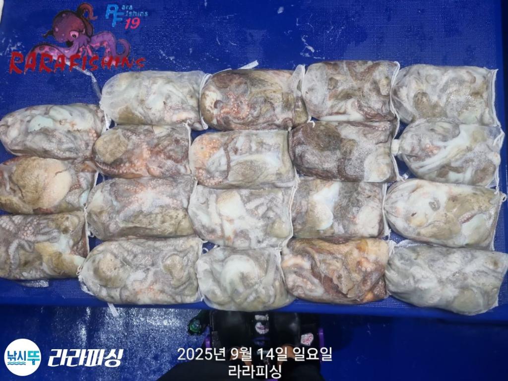 낚시뚜,돌문어,속천항(진해),라라피싱,낚시뚜16