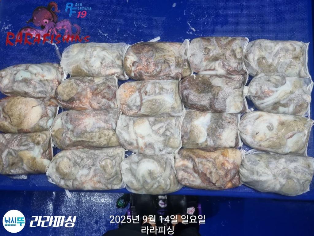 낚시뚜,돌문어,속천항(진해),라라피싱,낚시뚜15