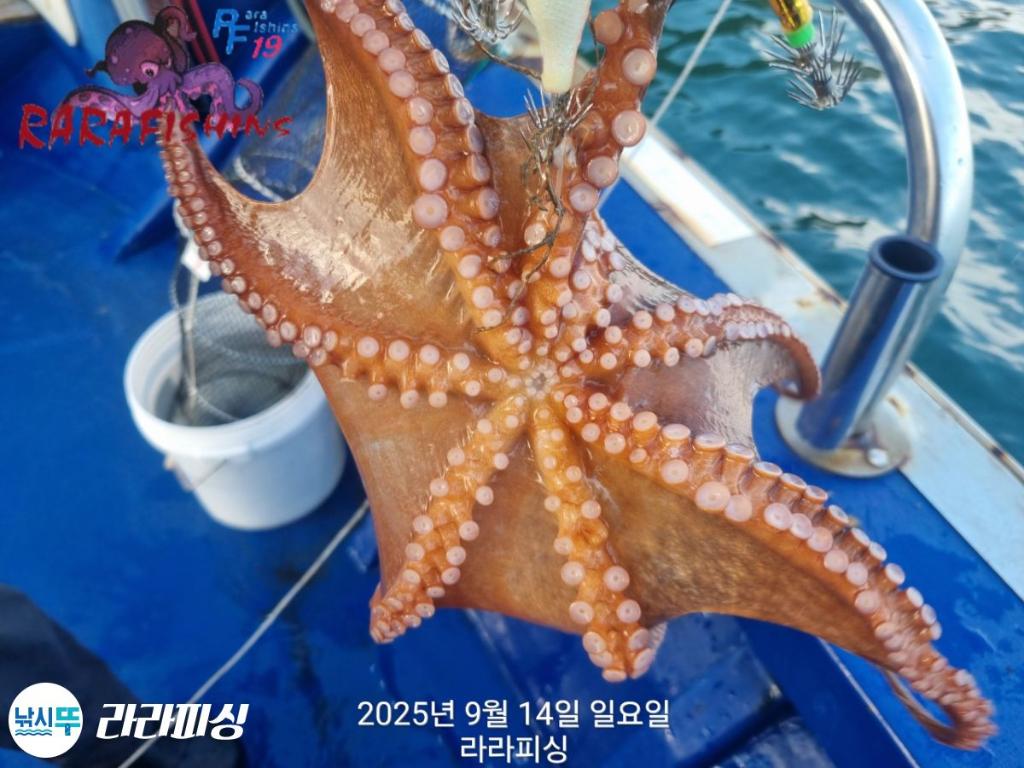 낚시뚜,돌문어,속천항(진해),라라피싱,낚시뚜12