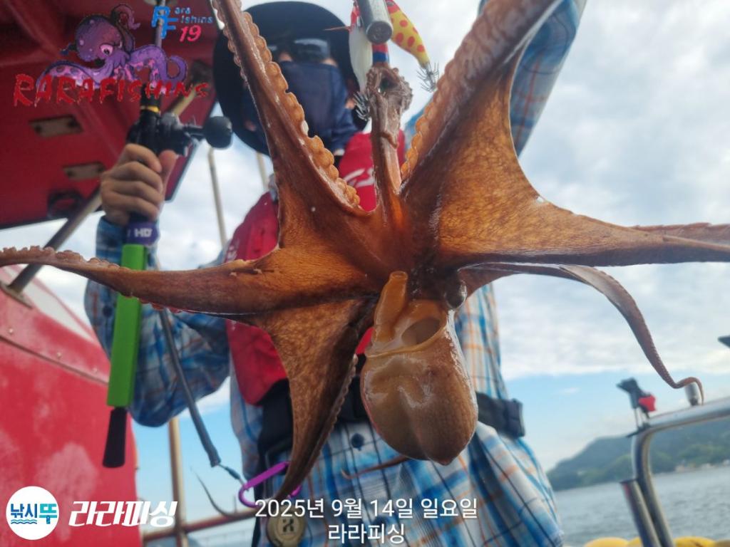 낚시뚜,돌문어,속천항(진해),라라피싱,낚시뚜2