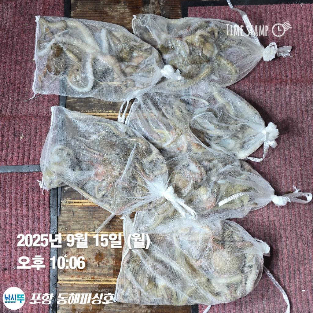 낚시뚜,돌문어,포항(운하관),포항 동해피싱호,낚시뚜7
