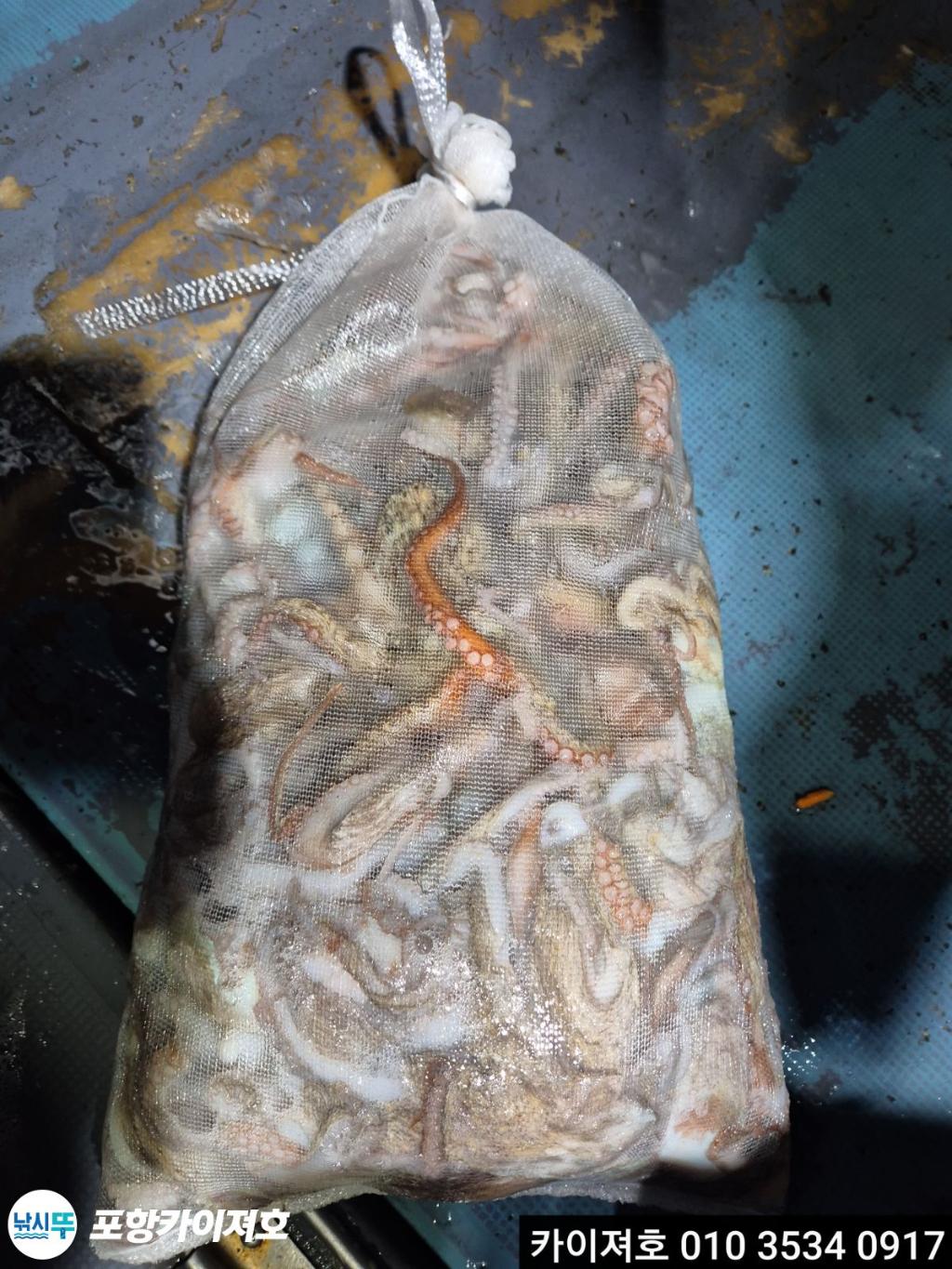 낚시뚜,돌문어,영일만항,포항카이져호,낚시뚜15