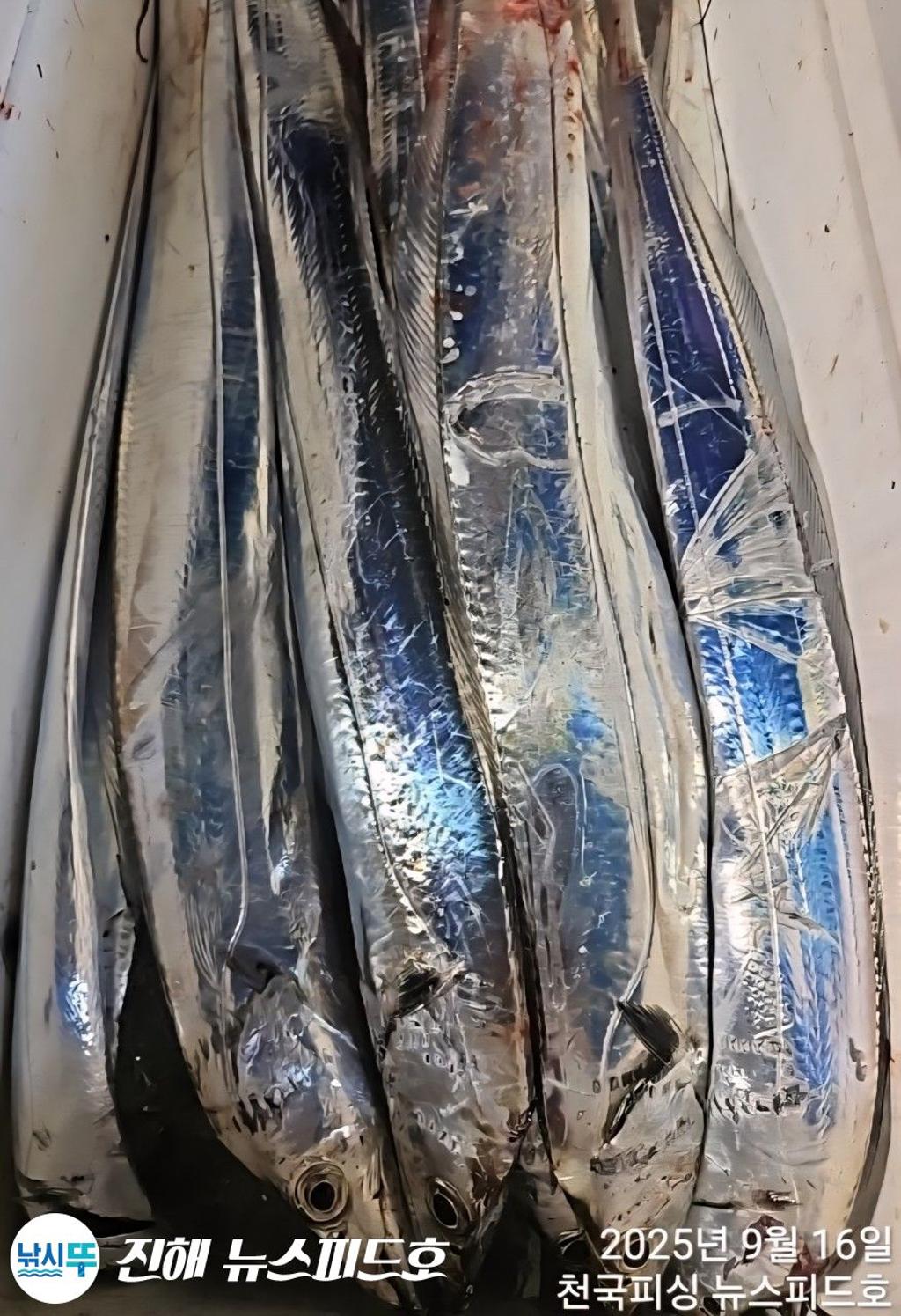 낚시뚜,,진해행암항,진해 뉴스피드호,낚시뚜11