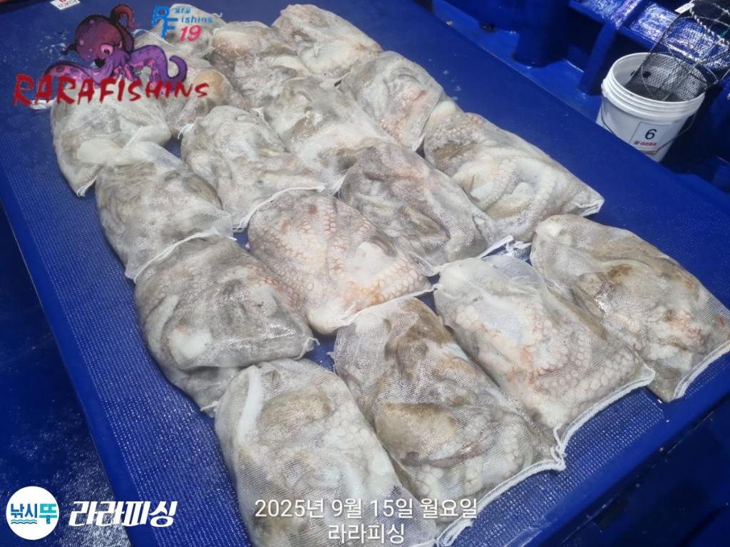 낚시뚜,돌문어,속천항(진해),라라피싱,낚시뚜15