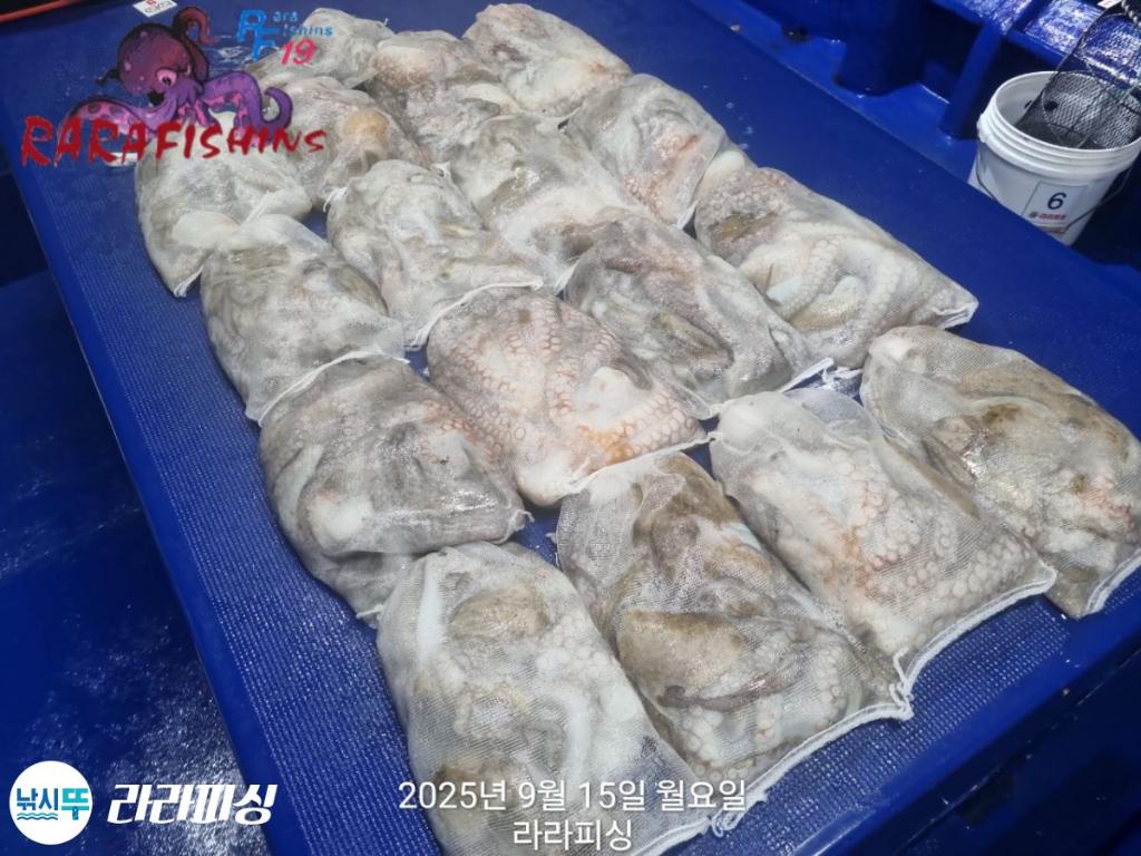 낚시뚜,돌문어,속천항(진해),라라피싱,낚시뚜14