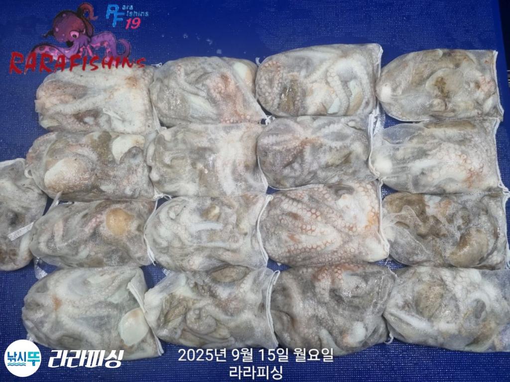 낚시뚜,돌문어,속천항(진해),라라피싱,낚시뚜13
