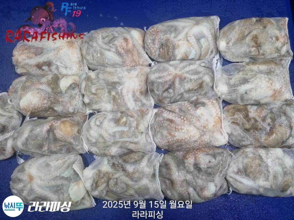 낚시뚜,돌문어,속천항(진해),라라피싱,낚시뚜12