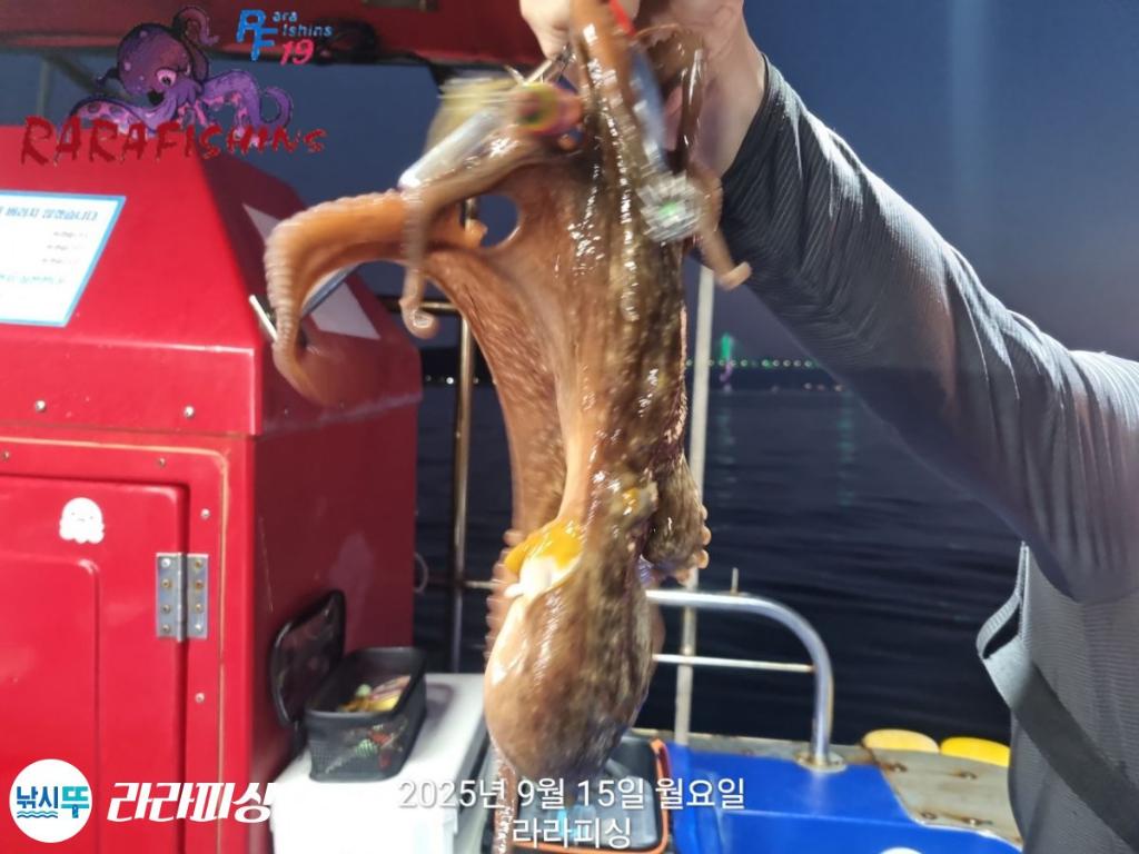 낚시뚜,돌문어,속천항(진해),라라피싱,낚시뚜10