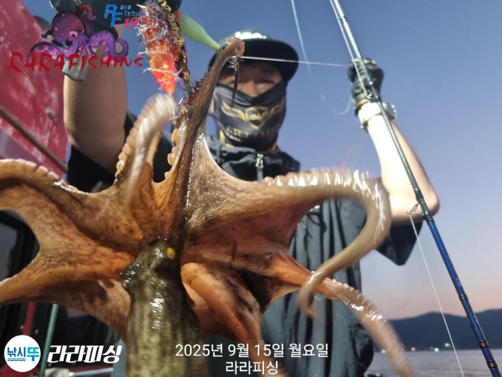 낚시뚜,돌문어,속천항(진해),라라피싱,낚시뚜4
