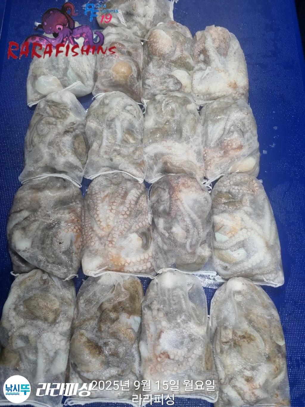 낚시뚜,돌문어,속천항(진해),라라피싱,낚시뚜1