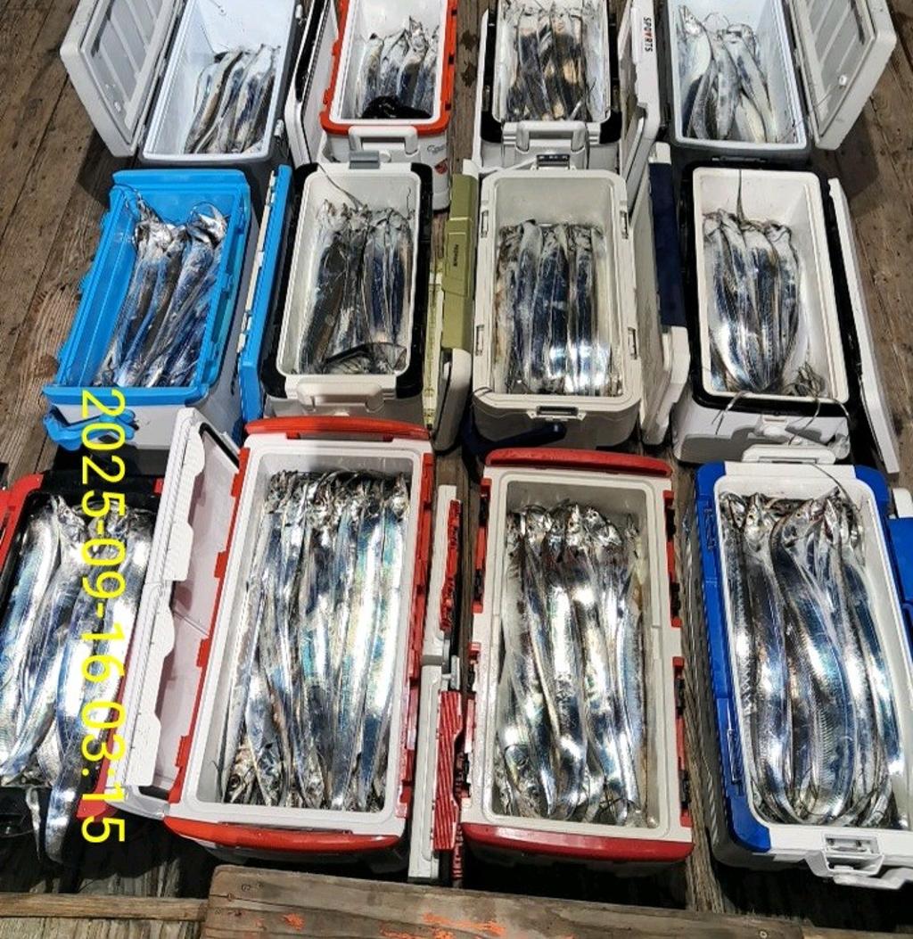갈치, 삼포대교낚시, 낚시뚜