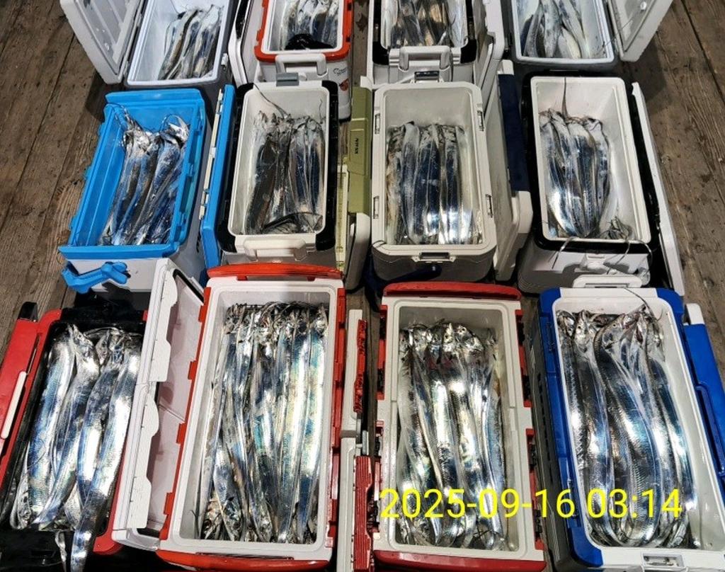 갈치, 삼포대교낚시, 낚시뚜