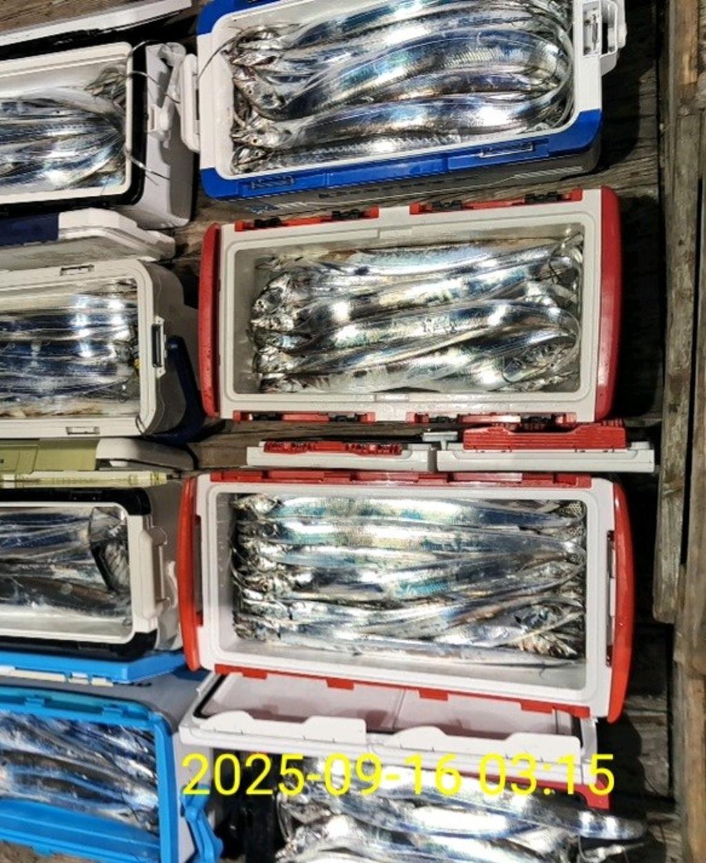 갈치, 삼포대교낚시, 낚시뚜