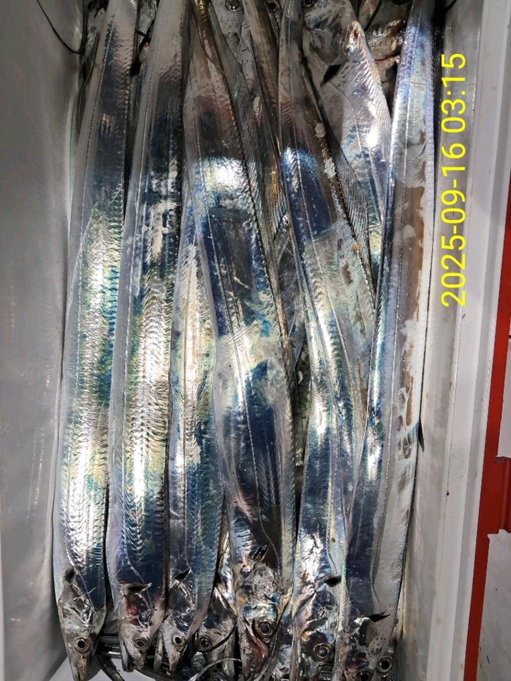 갈치, 삼포대교낚시, 낚시뚜