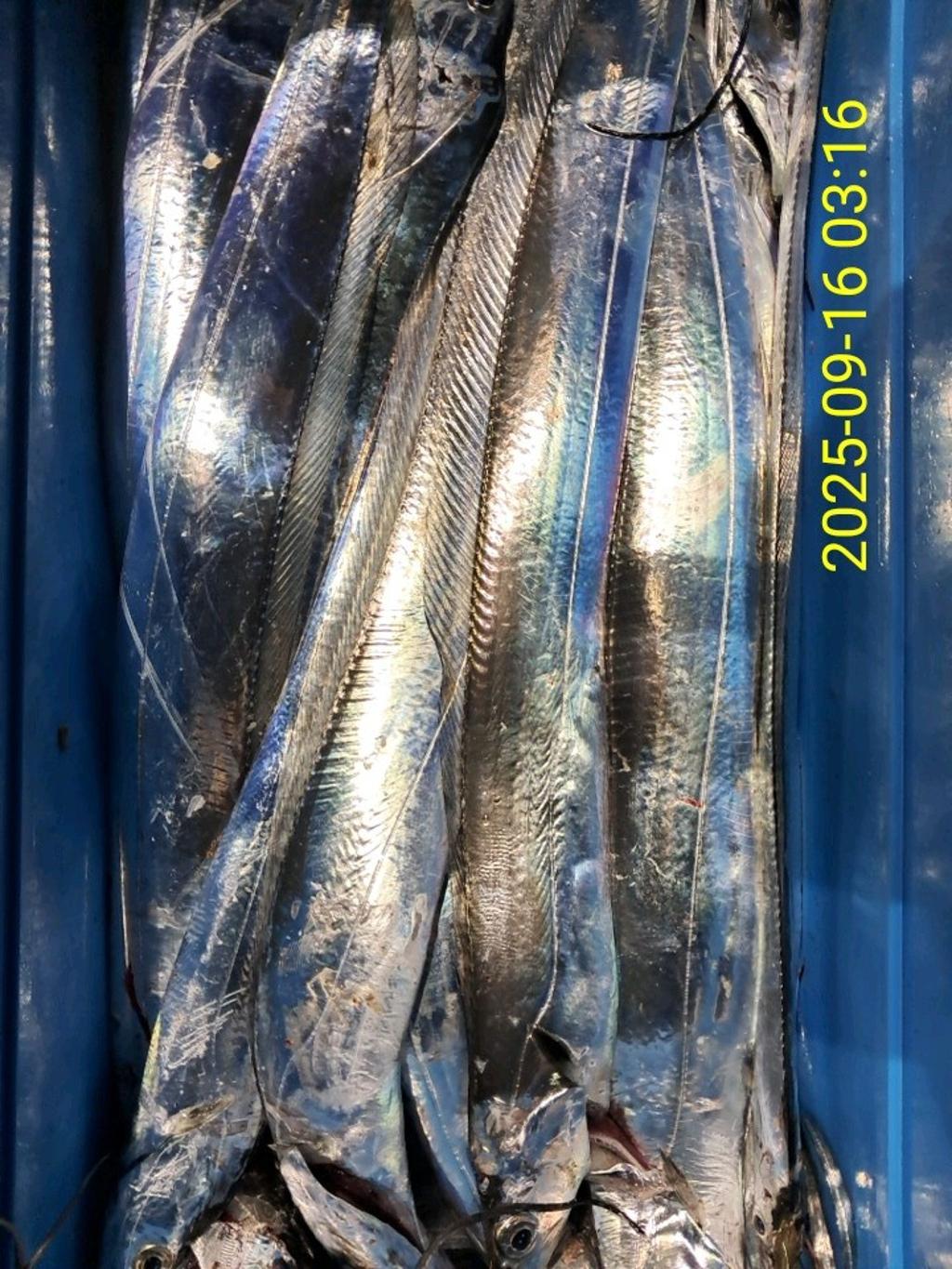 갈치, 삼포대교낚시, 낚시뚜