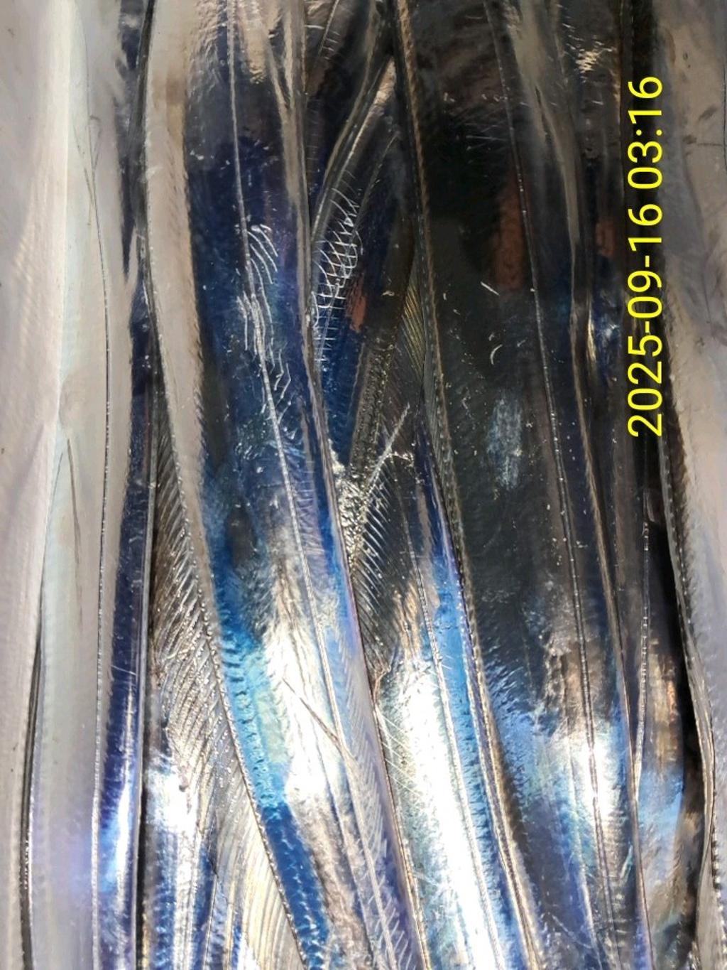 갈치, 삼포대교낚시, 낚시뚜