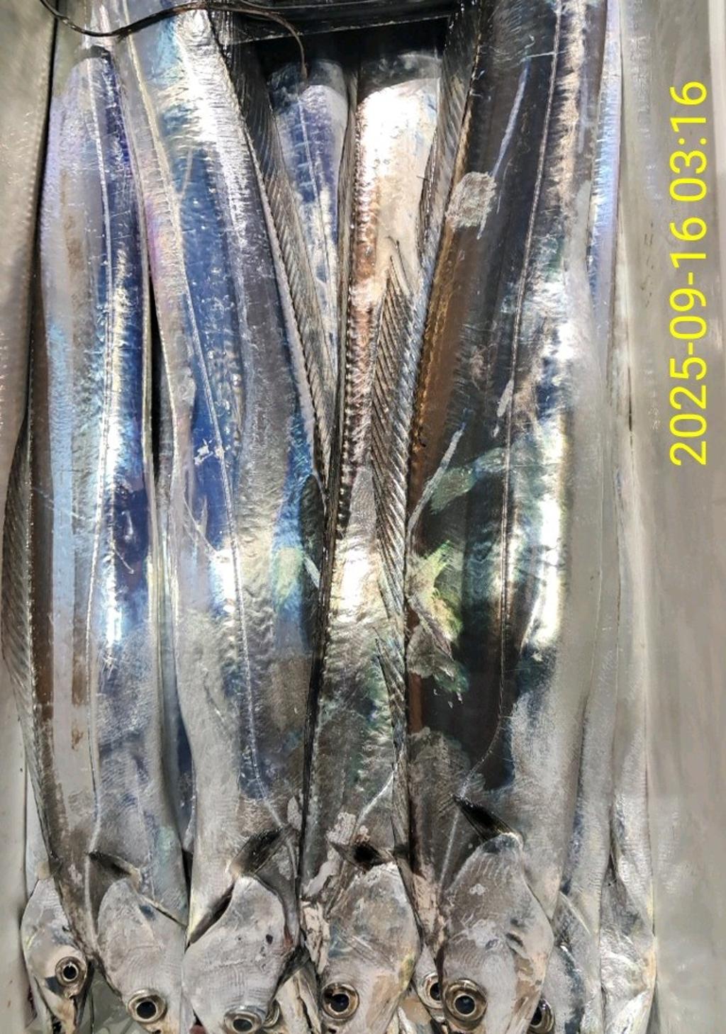 갈치, 삼포대교낚시, 낚시뚜