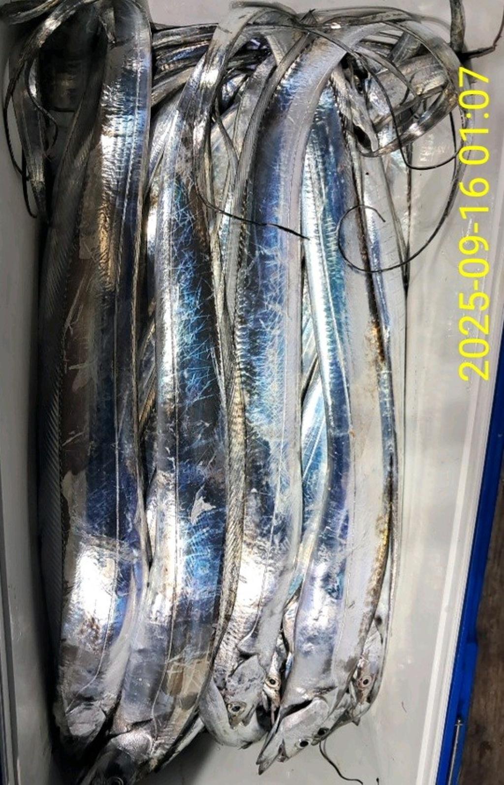 갈치, 삼포대교낚시, 낚시뚜