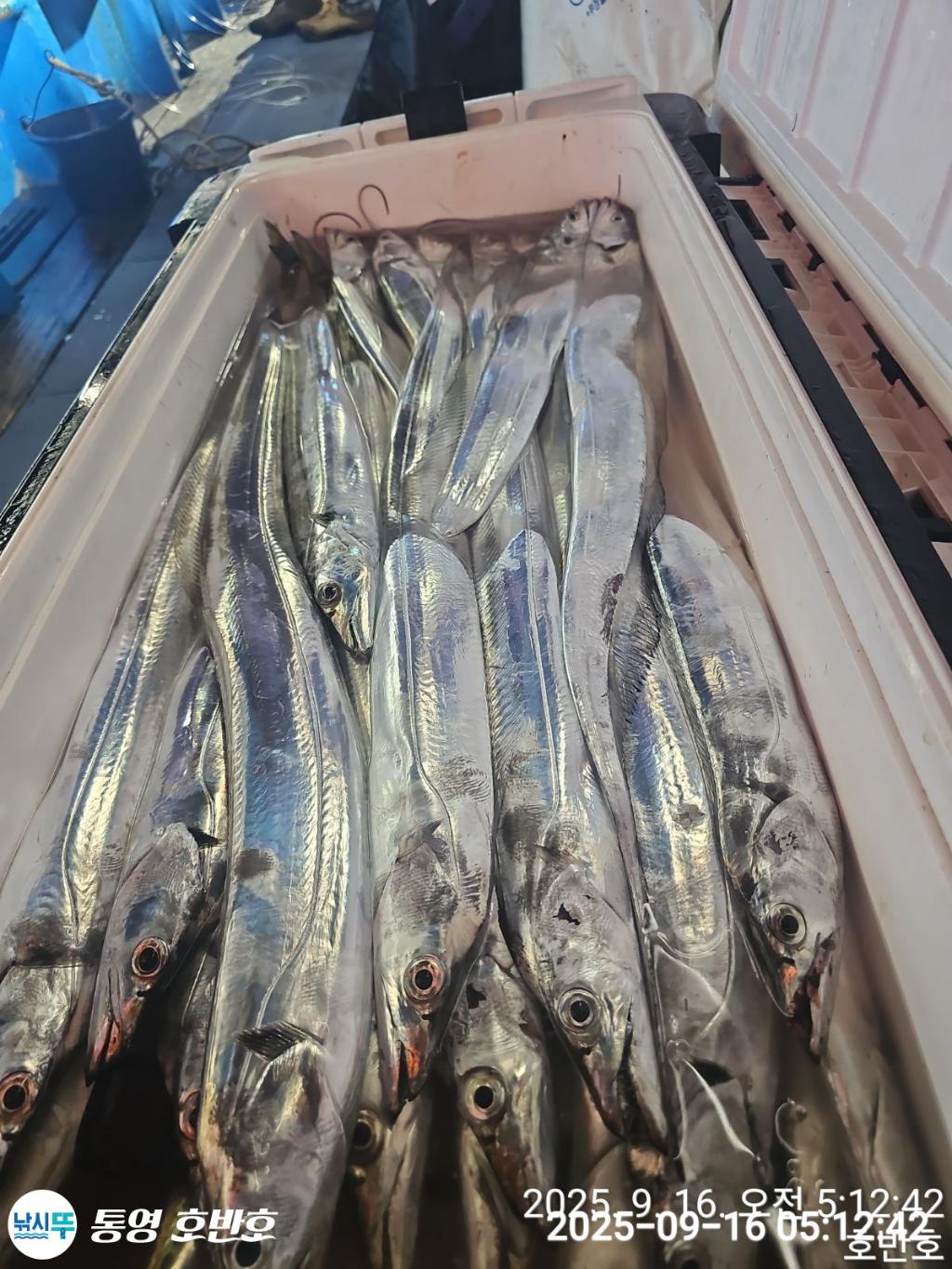 낚시뚜,갈치,통영 신전항,통영호반호,낚시뚜41