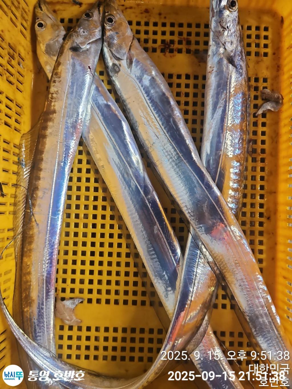 낚시뚜,갈치,통영 신전항,통영호반호,낚시뚜36