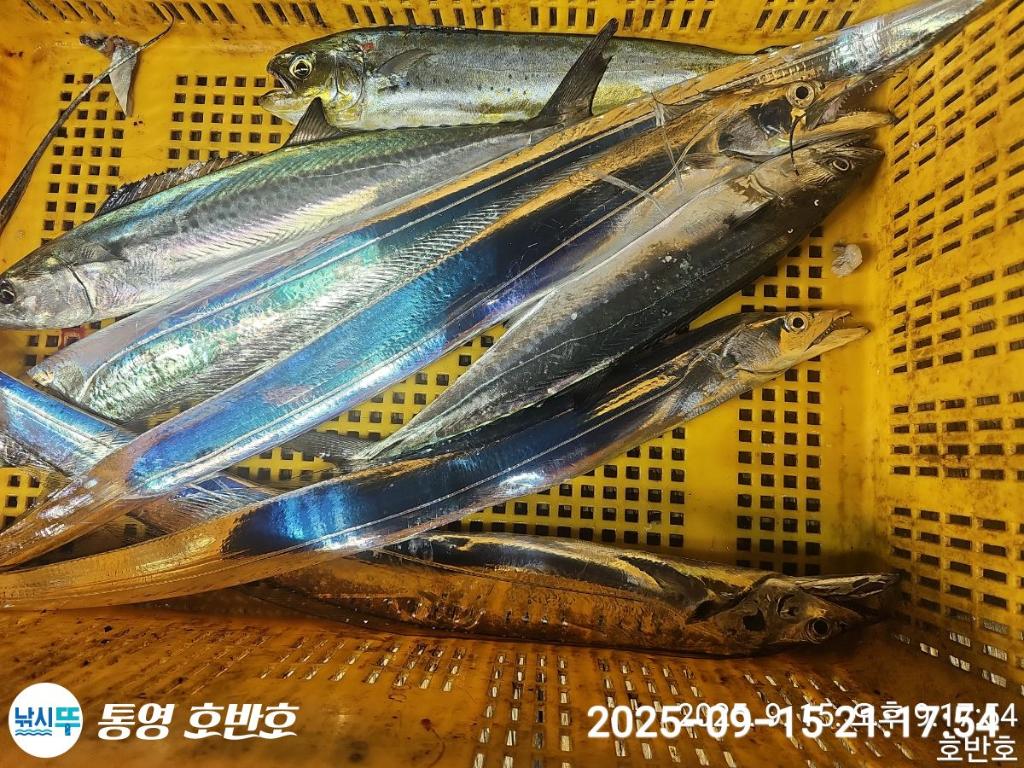 낚시뚜,갈치,통영 신전항,통영호반호,낚시뚜34