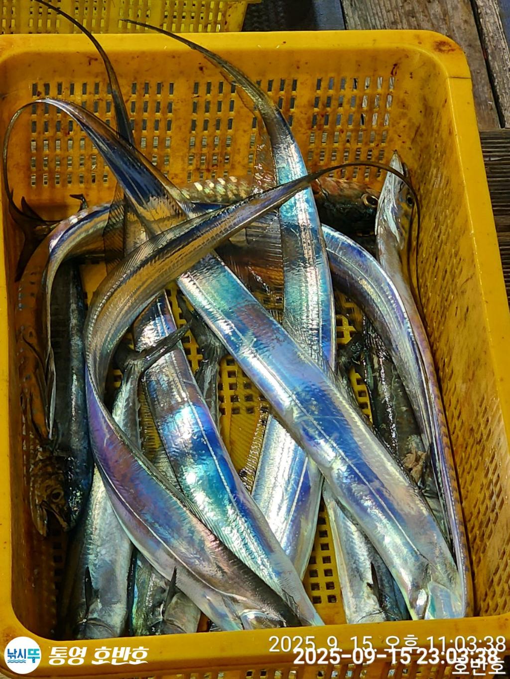 낚시뚜,갈치,통영 신전항,통영호반호,낚시뚜33
