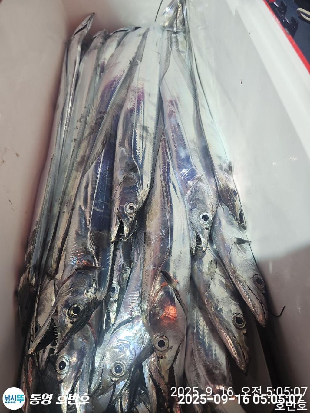 낚시뚜,갈치,통영 신전항,통영호반호,낚시뚜31