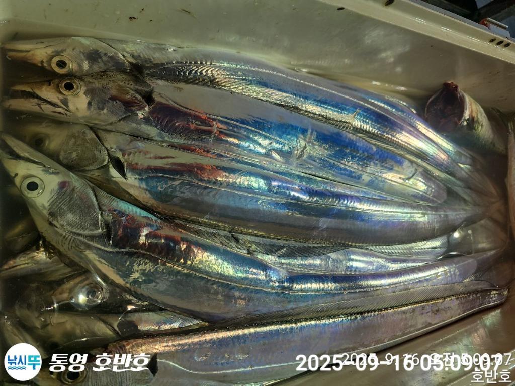 낚시뚜,갈치,통영 신전항,통영호반호,낚시뚜24