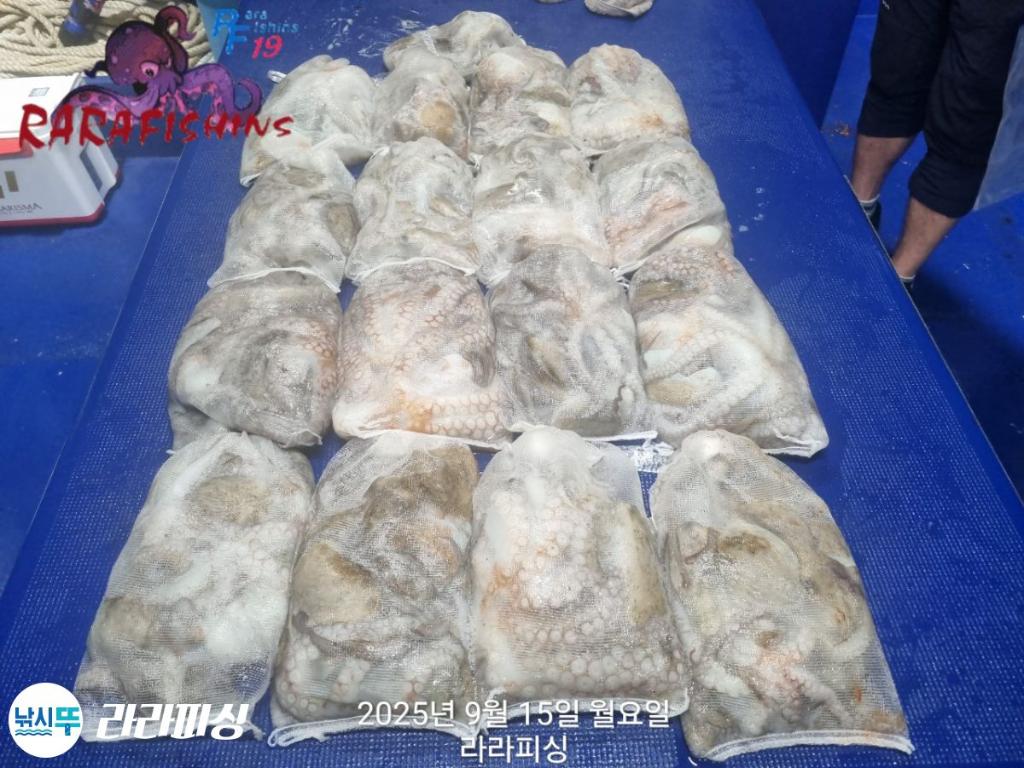 낚시뚜,돌문어,속천항(진해),라라피싱,낚시뚜19