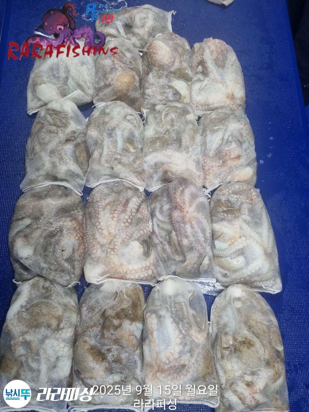 낚시뚜,돌문어,속천항(진해),라라피싱,낚시뚜13