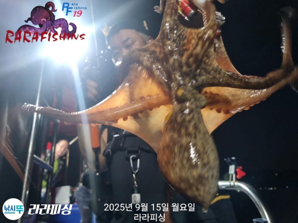 낚시뚜,돌문어,속천항(진해),라라피싱,낚시뚜10