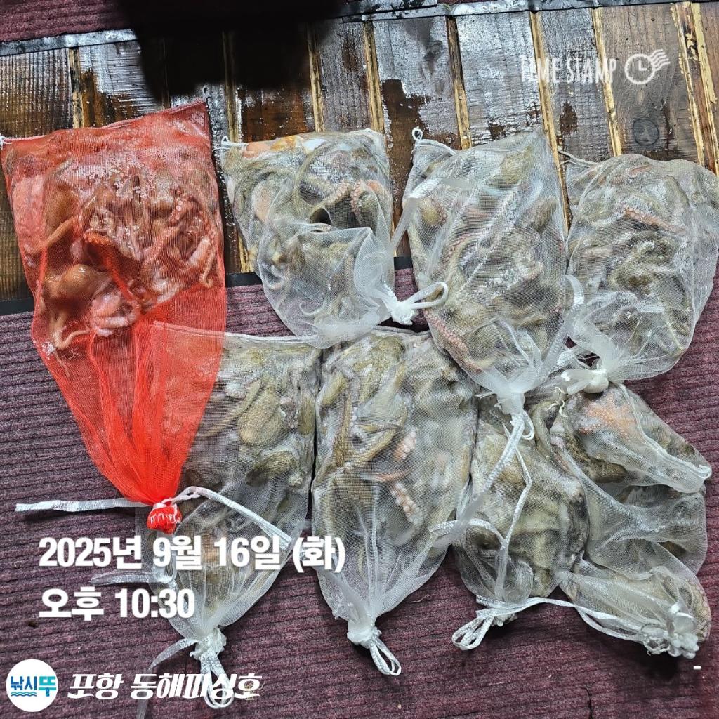 낚시뚜,돌문어,포항(운하관),포항 동해피싱호,낚시뚜10