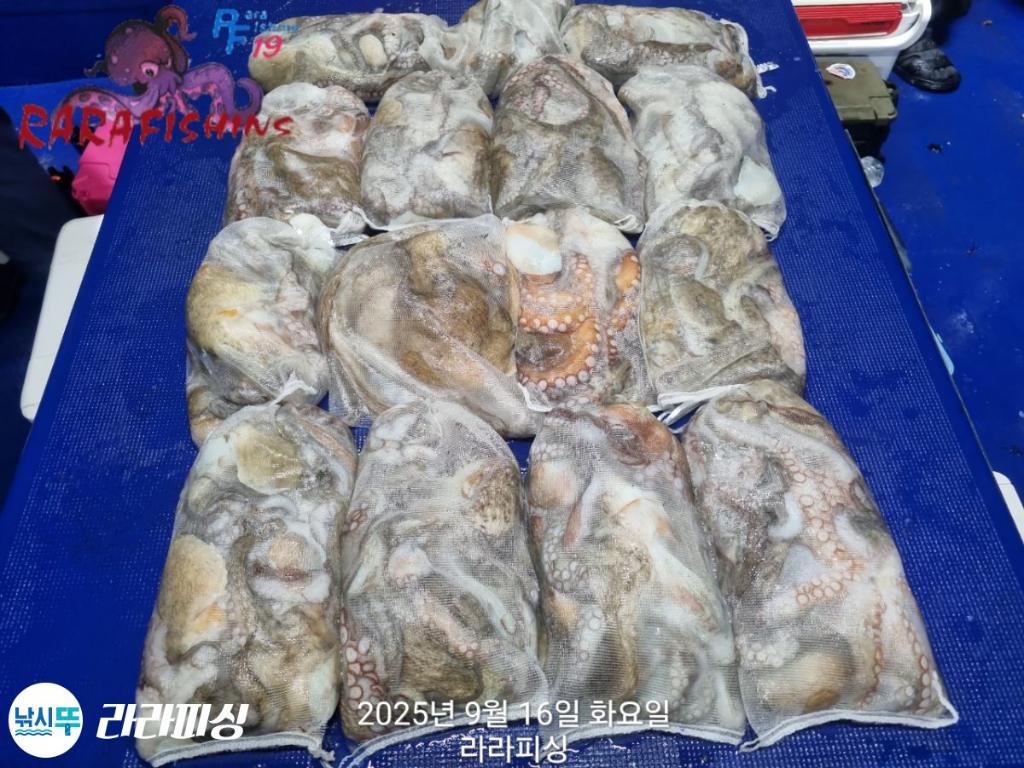 낚시뚜,돌문어,속천항(진해),라라피싱,낚시뚜31