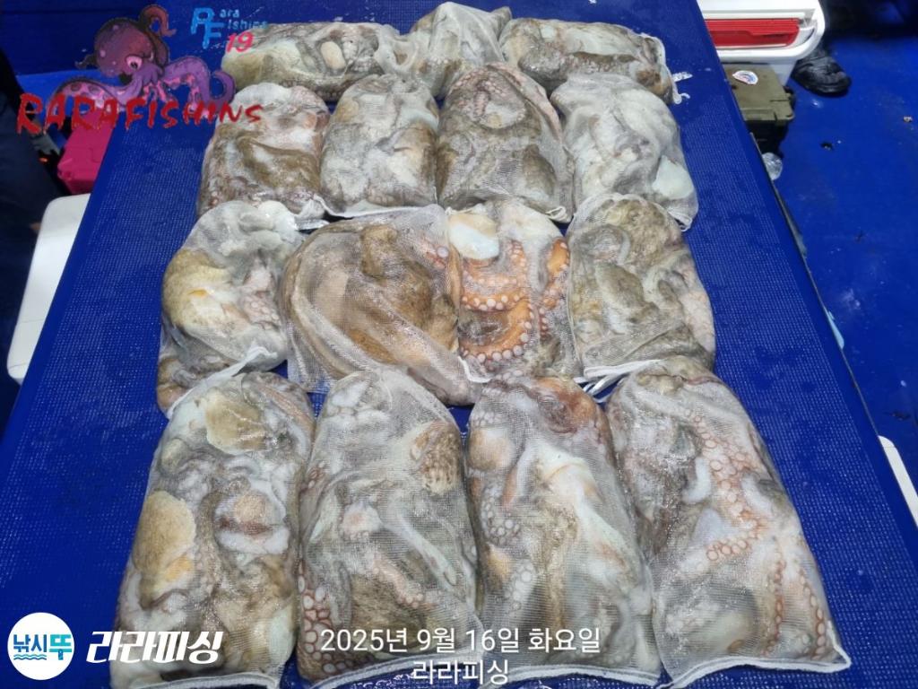 낚시뚜,돌문어,속천항(진해),라라피싱,낚시뚜30