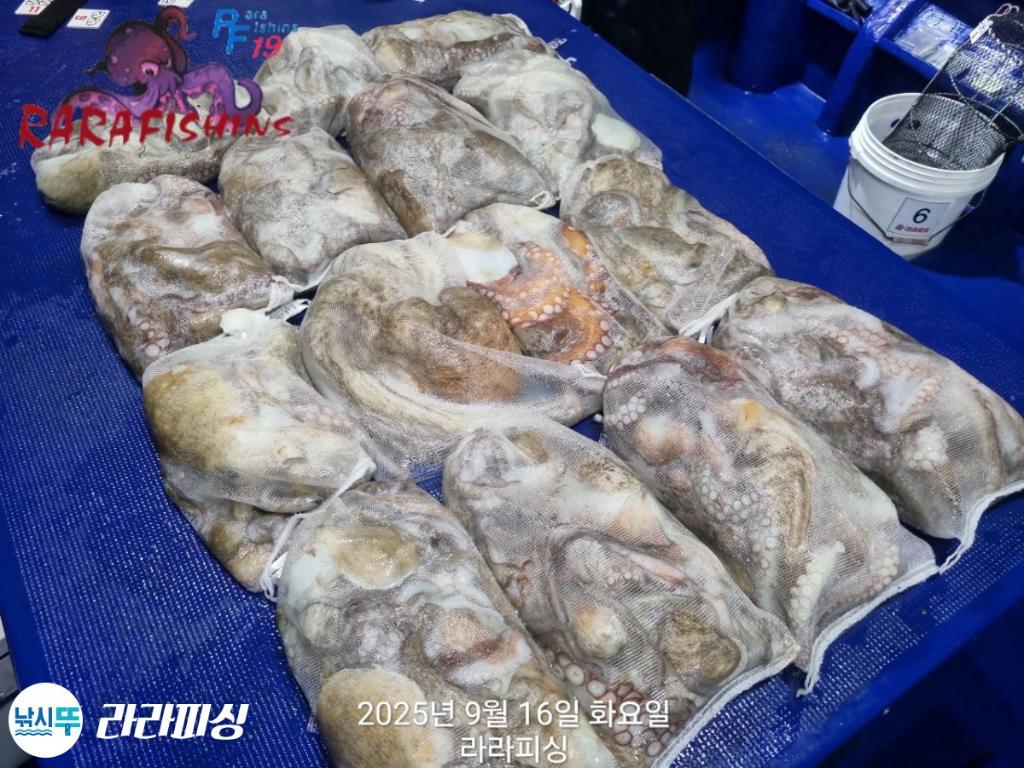 낚시뚜,돌문어,속천항(진해),라라피싱,낚시뚜28