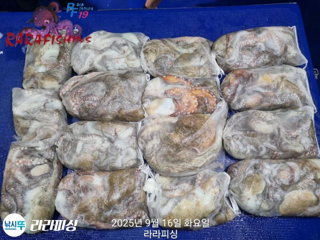 낚시뚜,돌문어,속천항(진해),라라피싱,낚시뚜26