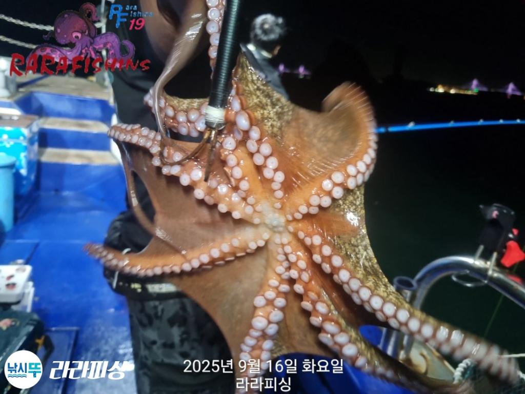낚시뚜,돌문어,속천항(진해),라라피싱,낚시뚜24